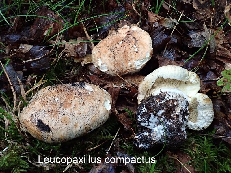 Leucopaxillus compactus-amf1245-1.jpg - Leucopaxillus compactus ; Syn1: Leucopaxillus tricolor ; Syn2: Tricholoma tricolor ; Non français: Leucopaxille tricolore